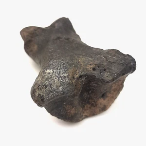 Horse Fossil Pleistocene Equus Phalanx Toe - Picture 1 of 5