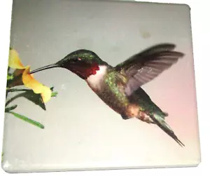 Stein Untersetzer ~ Kolibri ~ 4" x 4" ~ Kork Rückseite - Bild 1 von 2