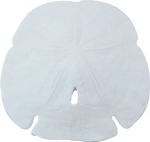 5 Dólares de Arena Punta de Flecha Real Natural Mediano A Granel Conchas 3.5-4" (Juego de 5) - Imagen 1 de 1