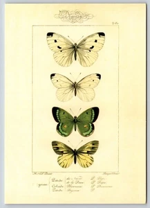 Postal mariposa historia natural lepidóptero botánico mariposas verdes - Imagen 1 de 2