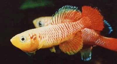 Killifish NOTHOBRANCHIUS GUENTHERI ZANZIBAR Killi huevo pez tropical 30 huevos Foto 1 de 4