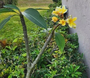 Live Plumeria Plant Frangipani Not Rooted Healthy Yellow Flowers 12 in. Clipping - Picture 1 of 9