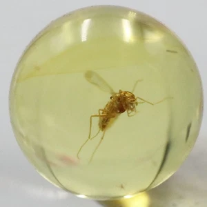 Amber Bead 6 mm NOT DRILLED Sphere with Rare Insect trapped for Million Years - Picture 1 of 8