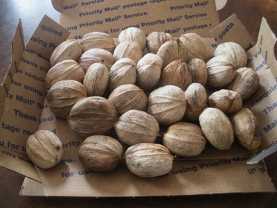 2 Lbs Shagbark Hickory Nuts InShell, Mature Trees, Natural, Fresh 2025 floated - Image 1 of 3