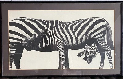 Litografía de dos cebras enmarcada / mate Foto 1 de 4