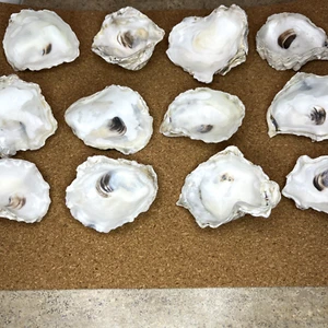 Lot Of 12 Cleaned Oyster Shells for Decoupage Craft Art or Display Weddings 2x2" - Picture 1 of 5