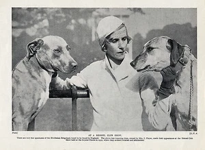 RHODESIAN RIDGEBACK WITH HER DOGS AT CRYSTAL PALACE DOG SHOW OLD 1934 DOG PRINT - Picture 1 of 1