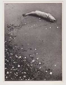 Lone Lifeless Fish Rests Among Shells on the Silent Shore Surrel Abstract Photo - Picture 1 of 7