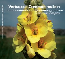 Verbascum seeds