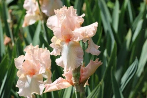 Tall Bearded Iris Pink / Freshly Dug 1 Rhizome Root Division - Picture 1 of 3