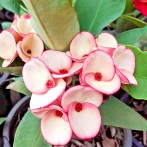 Corona de Espinas Híbrido Tailandés Chan Song La Christ Planta Euphorbia Milii - Imagen 1 de 12