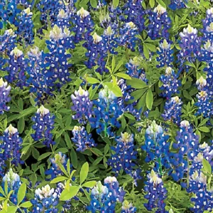 BENARTEX#"14512-55"BLUEBONNE "FLOWERS OF FRIENDSHIP" PRICE IS FOR 1 YARD &21" - Picture 1 of 1