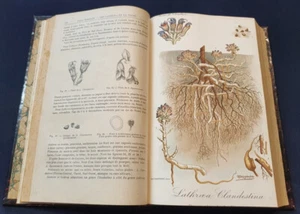 Revue de viticulture - 1er semestre 1910  - 3 chromolithographies - Picture 1 of 5