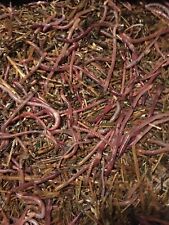 1 Lbs. Red wiggler Composting worms