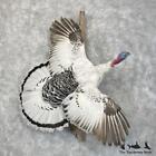 #28502 E | Royal Palm Turkey Taxidermy Bird Mount For Sale