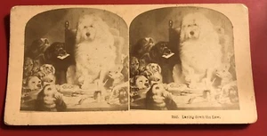 DOGS Laying Down The Law RETRIEVER & PIT BULL Kilburn Brothers Stereoview - Picture 1 of 3