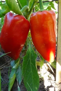 Pimienta Ajvarsky - paredes gruesas y deliciosa forma de pimienta Macedonia - Imagen 1 de 2