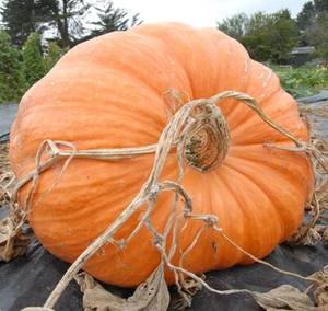 BIO PUMPKIN DILLS ATLANTIC GIANT MONSTER SQUASH 6 Samen BIO gentechnikfrei - Bild 1 von 1