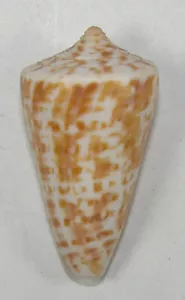 CONUS REGULARIS 41.57mm BEAUTIFUL SPECIMEN San Felipe, Baja Norte, Mexico - Picture 1 of 2
