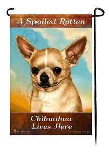A Spoiled Rotten Shorthaired Fawn Chihuahua Lives Here - Picture 1 of 1