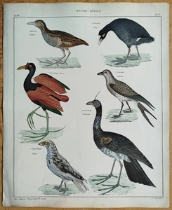 Vögel Wasser-Hühner - Oken Großer Originaldruck Koloriert  Folio - 1843 - Picture 1 of 2