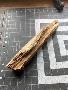 "Tronco de madera fósil petrificada cruda de 12"" 2 lb 7 OZ - Imagen 1 de 17