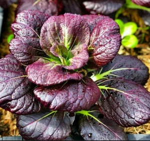 1 Packung 1000 Samen Lila Brassica Rapa Pak Choi Chinesisch Little Greens Bio - Bild 1 von 6