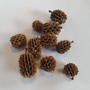 10x Casurina Cones - Aquarium Botanical's