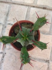 EUPHORBIA ENOPLA  planta suculenta Succulent con raiz