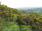 Photo 6x4 Path in the Fereneze Braes This yellow gorse is a very attracti c2014