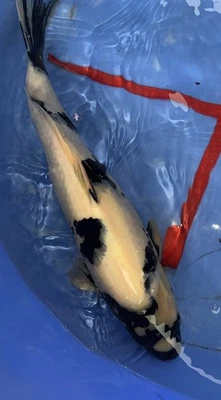live koi Shiro Utsuri -18” Import (Female) Omosako - Image 1 of 4