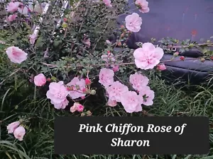 20+ Pink Chiffon Rose of Sharon Seeds, Non-GMO, Perennial, Tree/bush - Picture 1 of 7