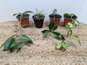 Tropical Hoya 4 inch Starter Collection - Picture 1 of 8