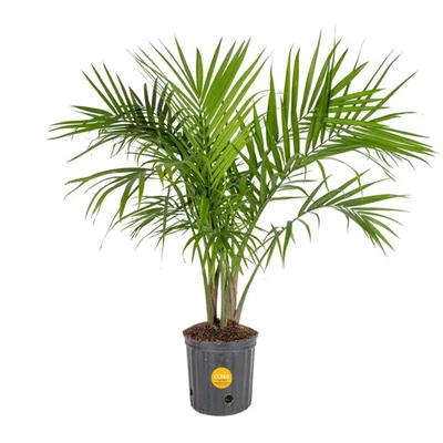 Palmera Costa Farms Majesty, planta viva de interior, 3-4 pies Foto 1 de 4