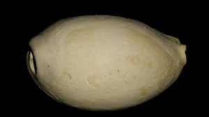 Fossil / Fossilized Siphocypraea cypraea cowrie gastropod shell collectors cwy37 - Bild 1 von 6