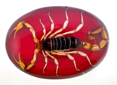 Real Scorpion Belt Buckle Western Cowboy Hecho en MADE Mexico RED Metal NEW MEN - Image 1 of 4