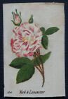YORK & LANCASTER British Roses von British American Tobacco 1924 SEIDE