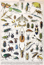 Insects - Chart #1 - 1898 - Illustration Poster