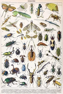 Insects - Chart #1 - 1898 - Illustration Poster - Picture 1 of 1