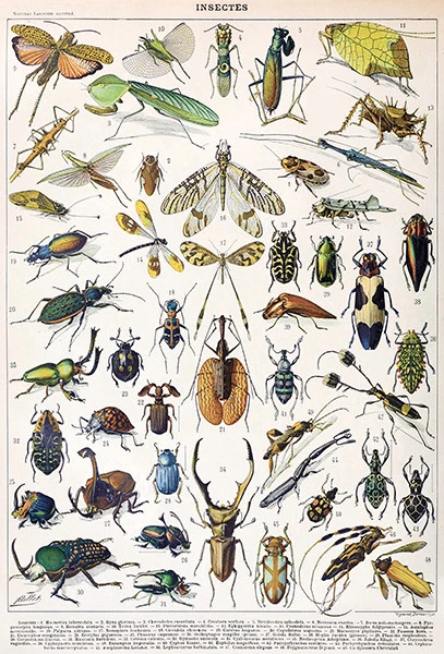 Insects - Chart #1 - 1898 - Illustration Poster - Image 1 of 1