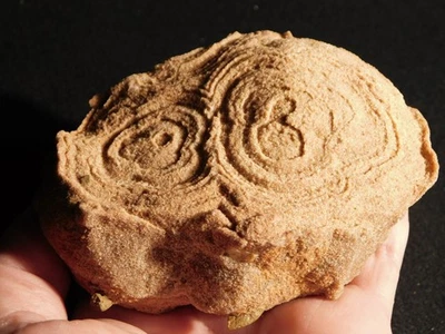 Fósil de estromatolito 600 millones de años 100% natural Marruecos 606gr Foto 1 de 4