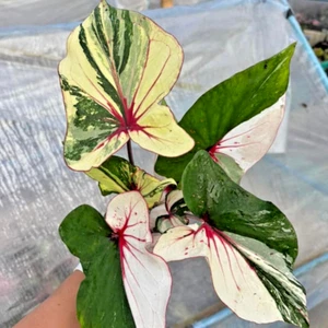 Caladium Thepaksara 1 Bombilla Oreja de Elefante Corazón de Jesús Alas de Ángel Tailandia - Imagen 1 de 6