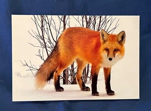 Red Fox near Redstone Colorado modern Postcard - Picture 1 of 3