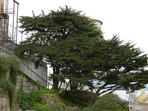 Monterey Cypress, Cupressus macrocarpa, Tree Seeds (Evergreen, Bonsai, Topiary) - Picture 1 of 9