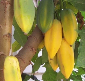 Carica Pubescens - Papaya de montaña tolera frio - papayuelo 25 semillas seeds - Imagen 1 de 1