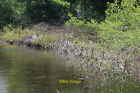Photo 6x4 Underwater hedge at margin of Pen-y-fan Pond Pentrapeod A dead  c2020