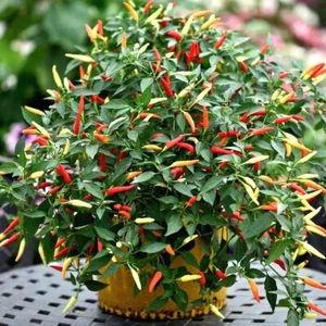 **NEW FRESH 2023 SEEDS** Basket of Fire Chilli Chili Chile Hot Pepper Seeds - Picture 1 of 10