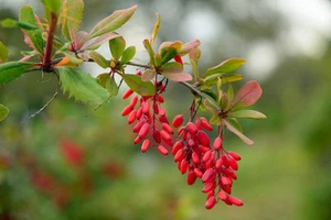 SAMEN BERBERITZ leuchtend rote Beeren, werden gerne von Vögeln gefressen. - Bild 1 von 1