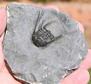 Trilobite Fossil, Leonaspis sp., from Morocco #3 - Picture 1 of 10