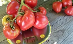 10 graines de tomate rare Cuore di Piemonte heirloom tomato seeds méth.bio - Imagen 1 de 7